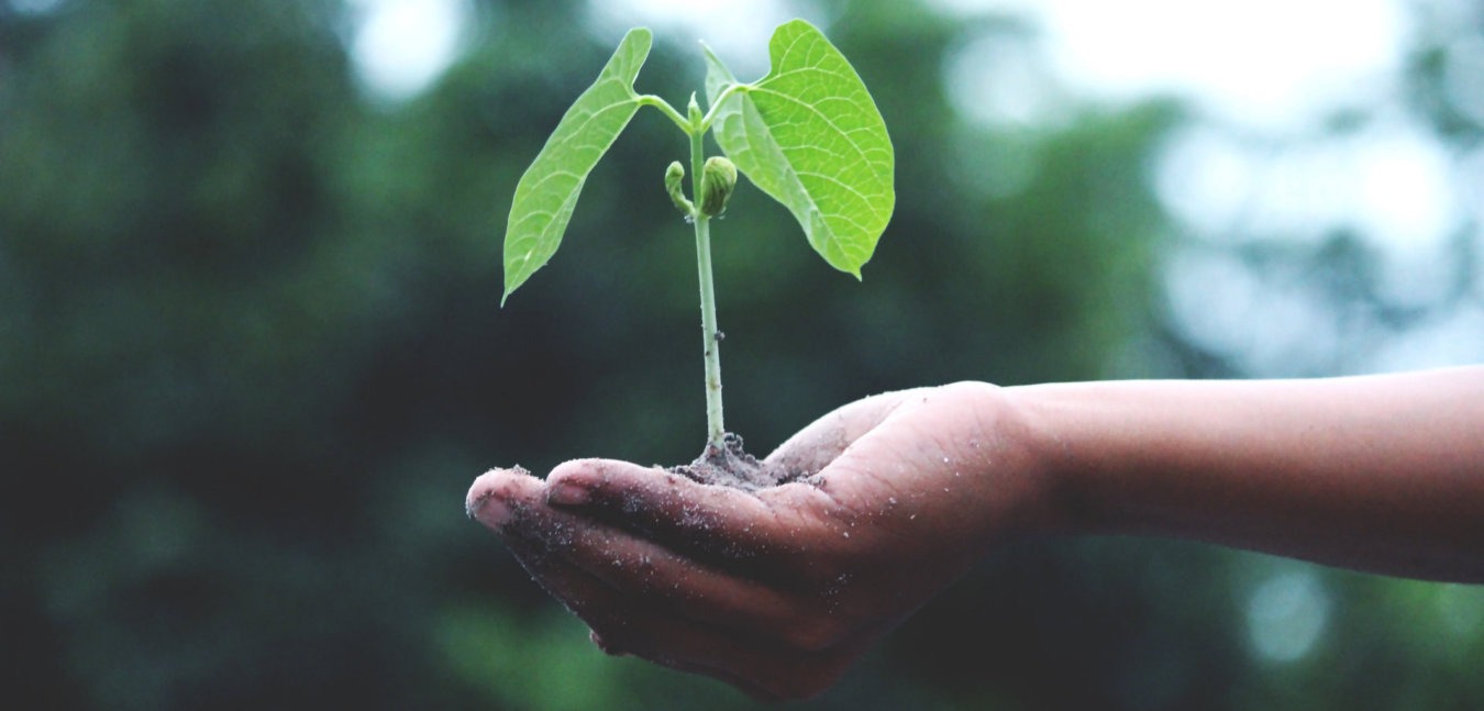 plant good environmental news